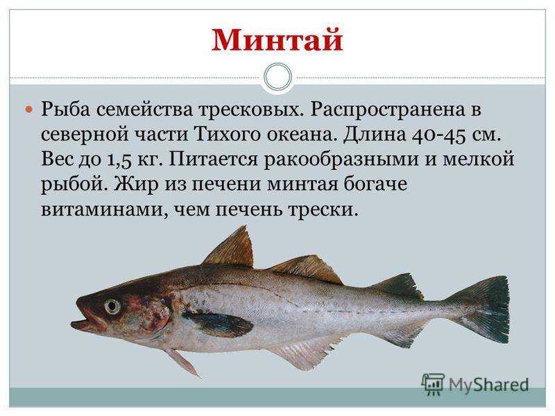 Рыба минтай – польза и вред, рецепты приготовления блюд