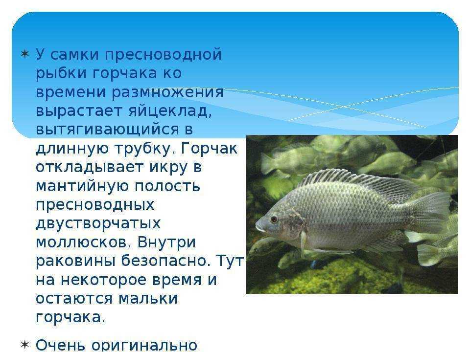 Рыба горчак: биологическая характеристика вида и способы ловли