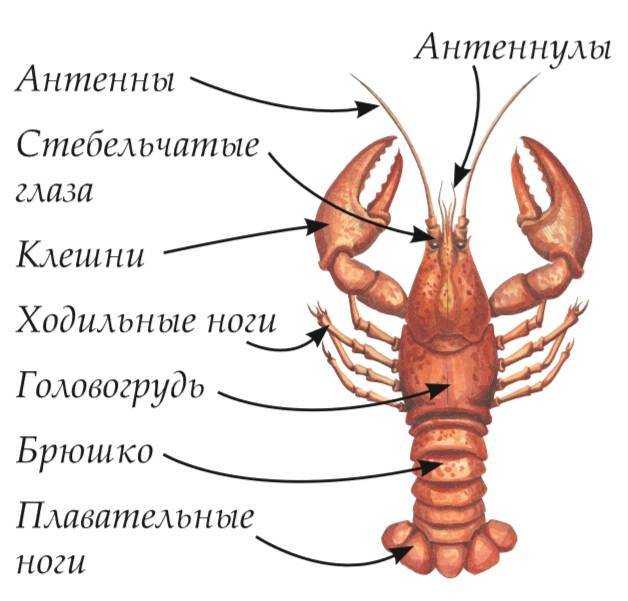 Рассмотрите рисунок рака какой орган