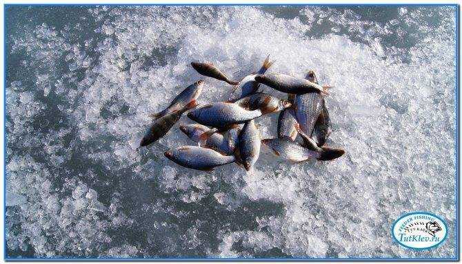 Рыбалка в белгородской области: водоемы белгорода, платная рыбалка
