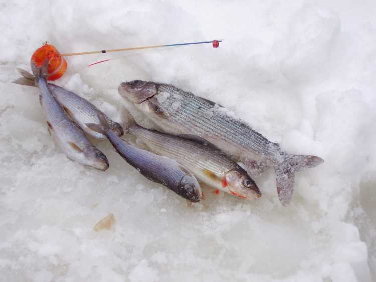 Зимняя рыбалка на сига. Зимние мормышки на сига. Зимние блесна на хариуса. Мормышки на сига для зимней рыбалки. Мормышки для ловли сига.