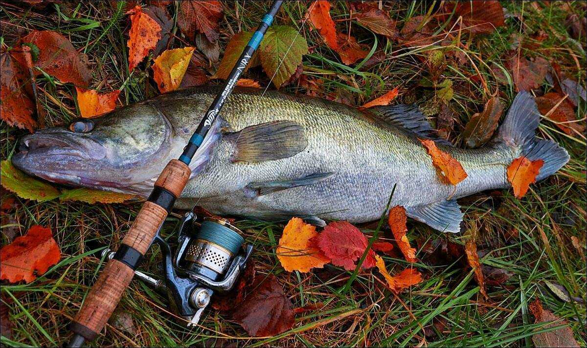 Рыбалка осенью. Улов на спиннинг. Ловля щуки на спиннинг. Спиннинг с рыбой.
