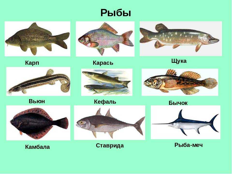 Рыбы с фото и с названием