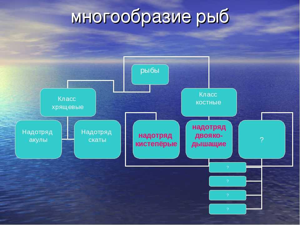 Русский язык 7 класс рыб