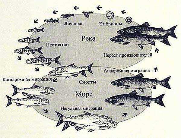 Рыба простипома: где водится, жизненный цикл, рецепты, полезные свойства