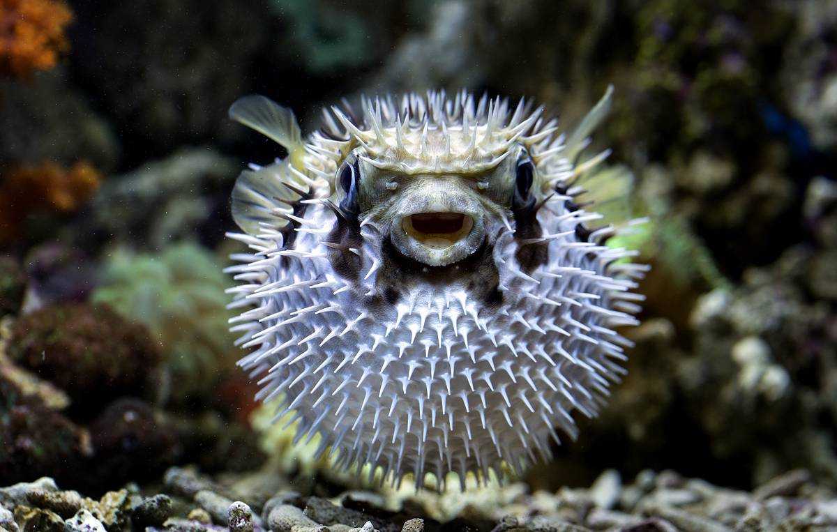 Рыба фугу: описание,фото,ядовита или нет,содержание в аквариуме | аквариумные рыбки