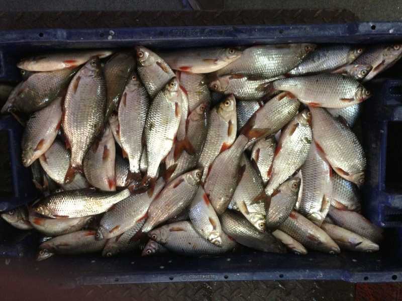 Рыбалка на плотву в разные сезоны и различными способами