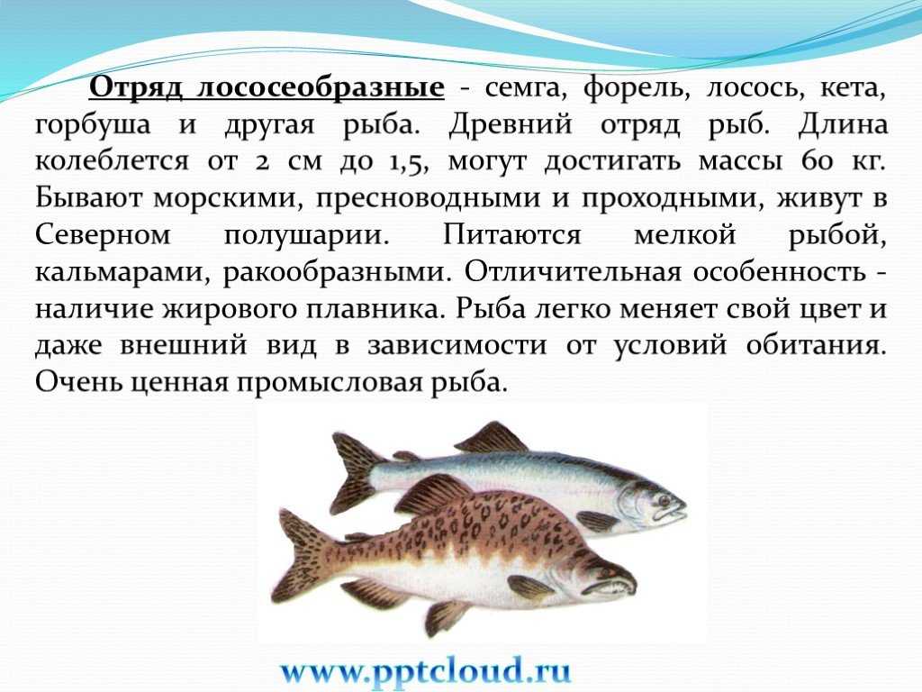 Особенности рыб 2 класс. Отряд Лососеобразные горбуша. Характеристика лососеобразных рыб 7 класс. Особенности лососевых рыб. Особенности строения лососевых.