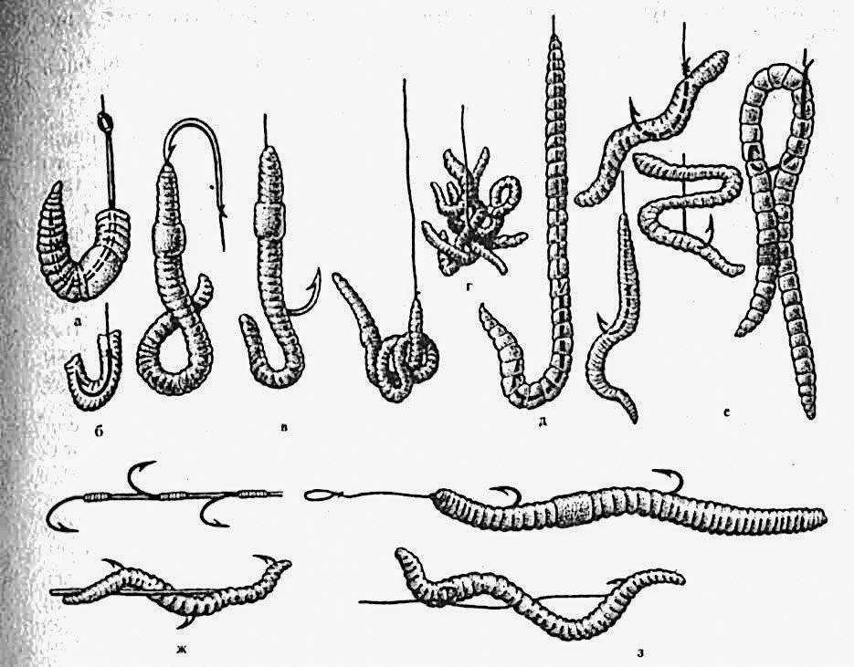 Поставь червяков. Способы насаживания червя на крючок. Способы насадки червя на крючок. Как насаживать червей. Как правильно насаживать червя.