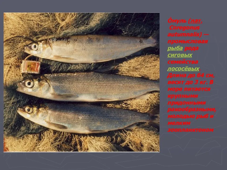 Рыба сиг: фото и описание, где обитает, семейсто сиговых, как приготовить сига - рецепты приготовления