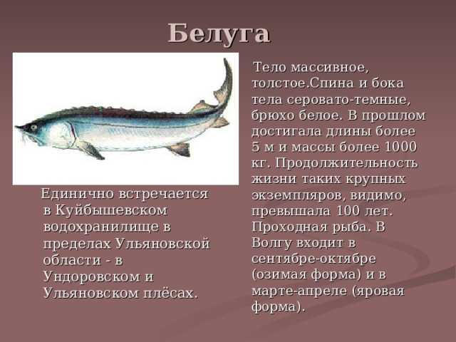 азовская белуга красная книга