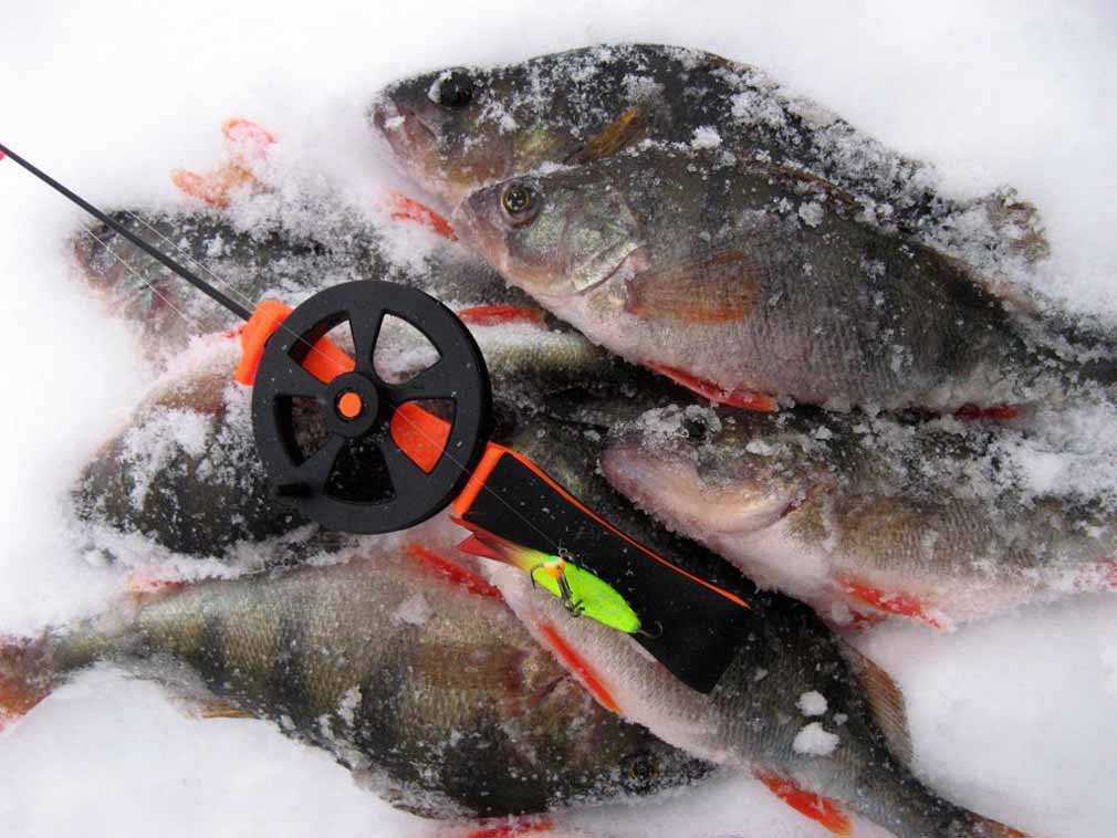 Ловля форели зимой на платном пруду — секреты успешной рыбалки