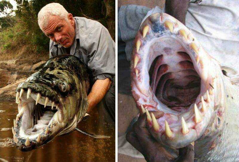 Речной тигр: рыба голиаф поедающая крокодилов