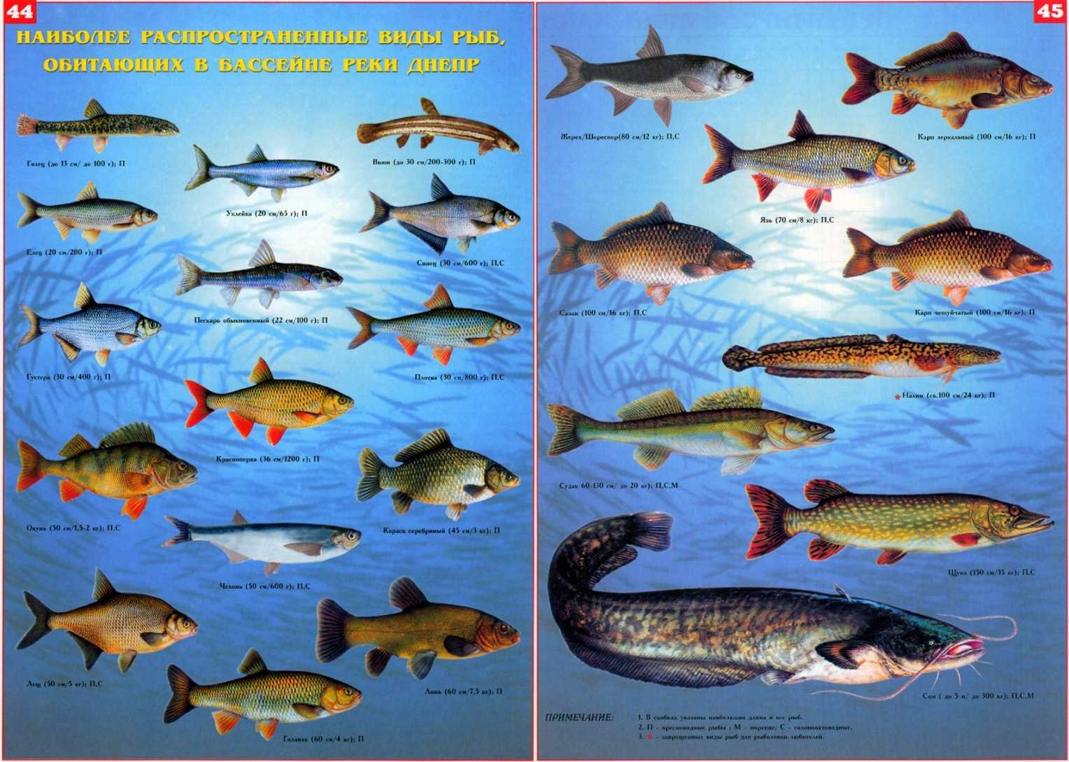 Буффало (рыба). речная рыба буффало: фото и описание. где водится рыба буффало?