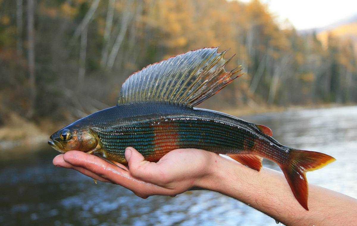 Сибирский хариус - Thymallus arcticus