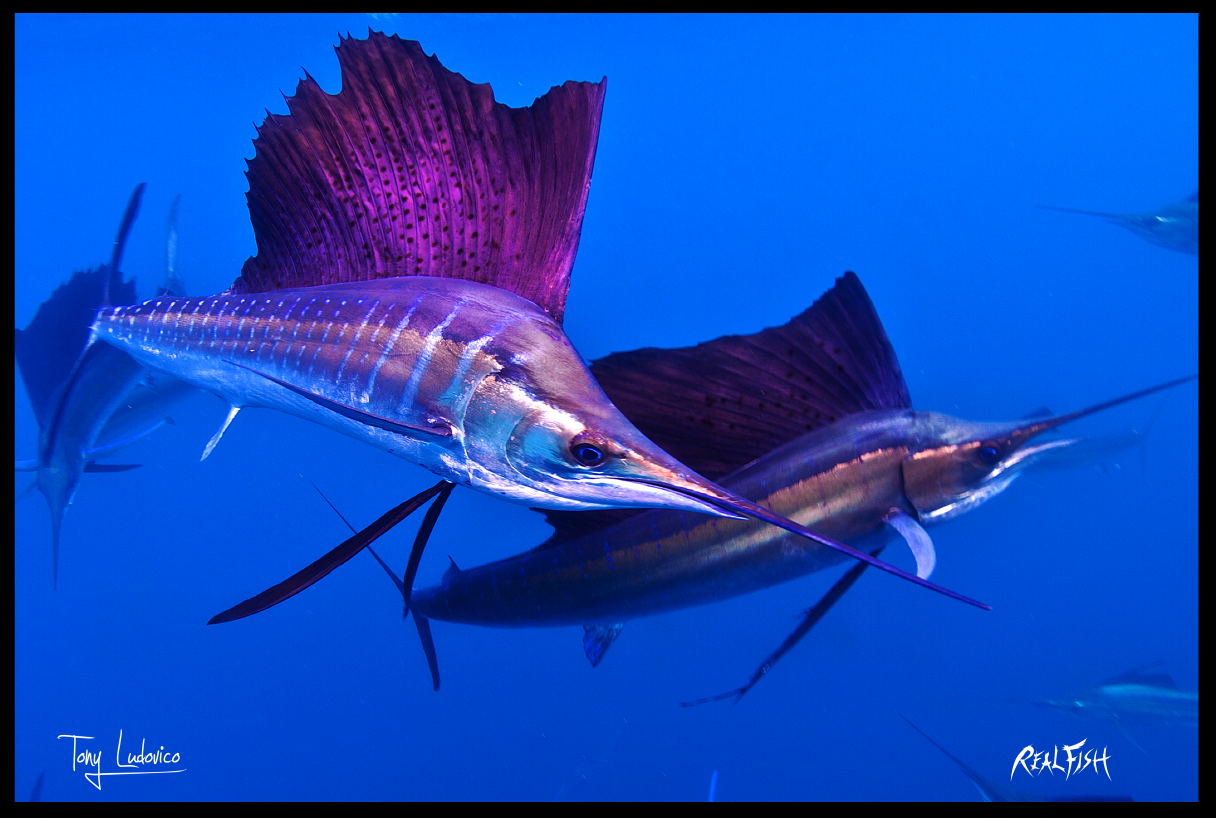 5 самых быстрых рыб в мире