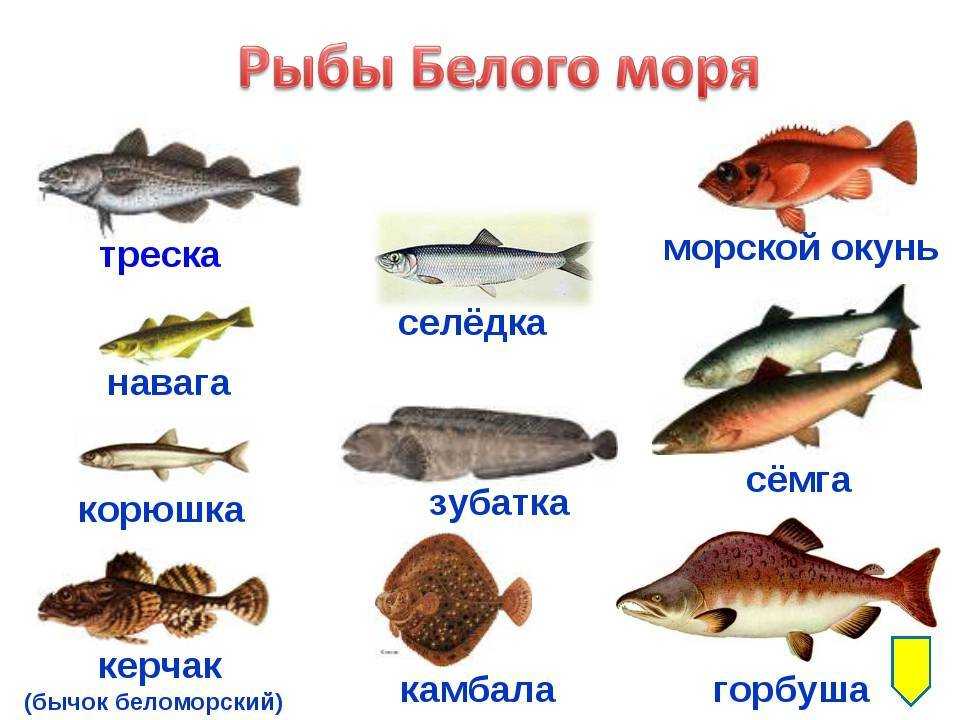 Виды белой рыбы, названия с фото, полный список, полезные свойства