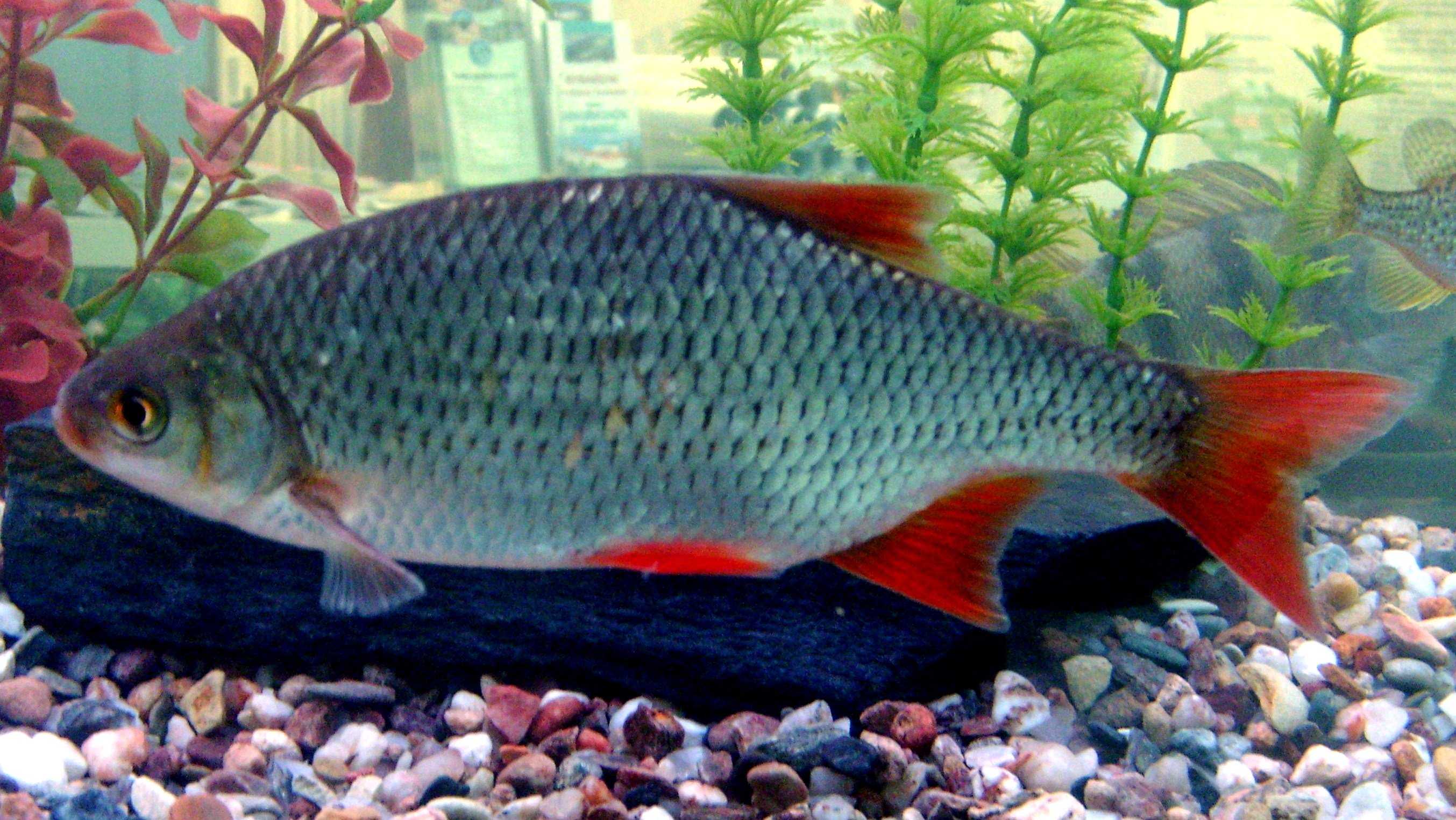 Рыба с красными плавниками речная. Красноперка Scardinius erythrophthalmus. Отряд Карпообразные рыбы. Карп красноперка. Красноперка Балтийская.