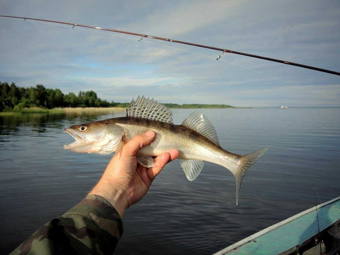Ловить рыбу в ленинградской области