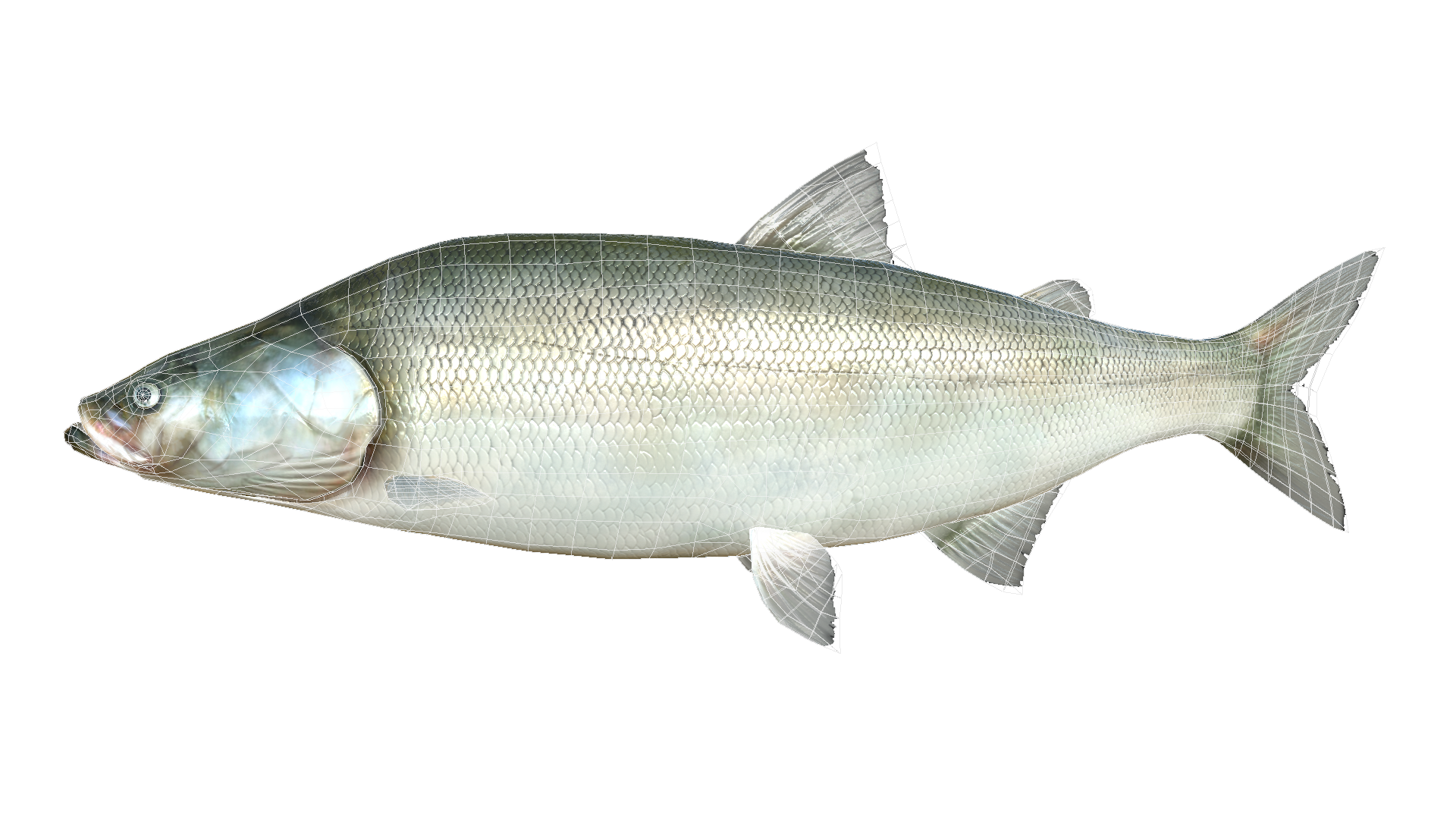 Рыба Нельма белорыбица. Муксун - Coregonus muksun. Нельма Stenodus leucichthys Nelma. Нельма муксун Северная рыба.