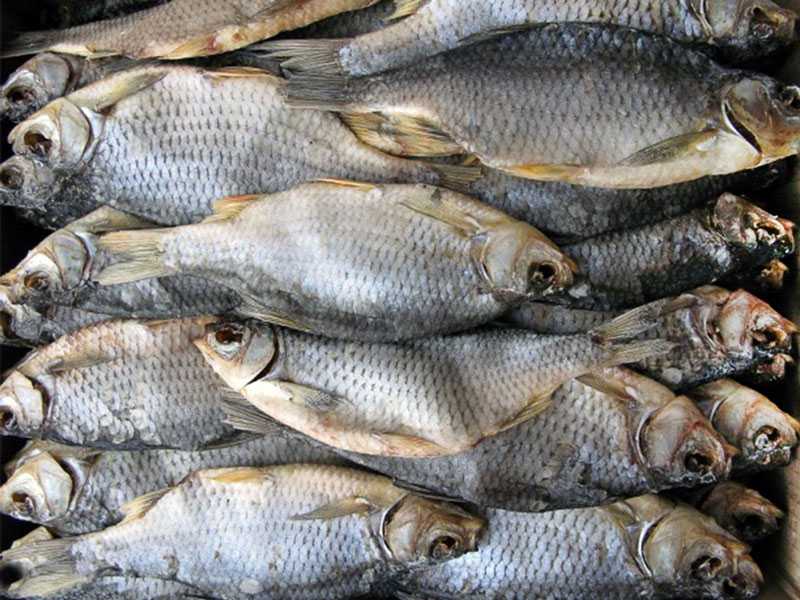 Как солить и сушить рыбу: простые правила и рецепты