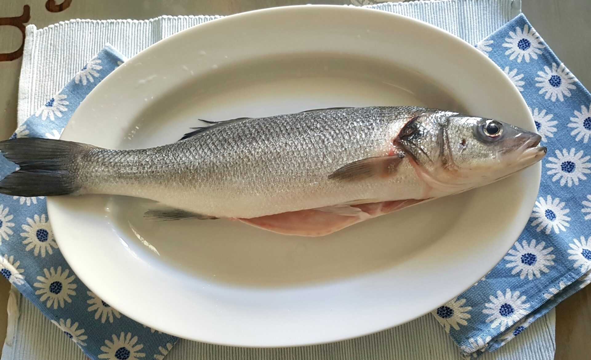 Польза и вред морской рыбы сибас