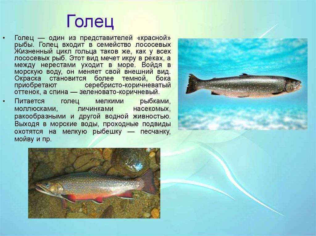 Рыба голец – малоизвестный борец с хворями. польза и вред рыбы гольца, применение продукта в диетологии и медицине