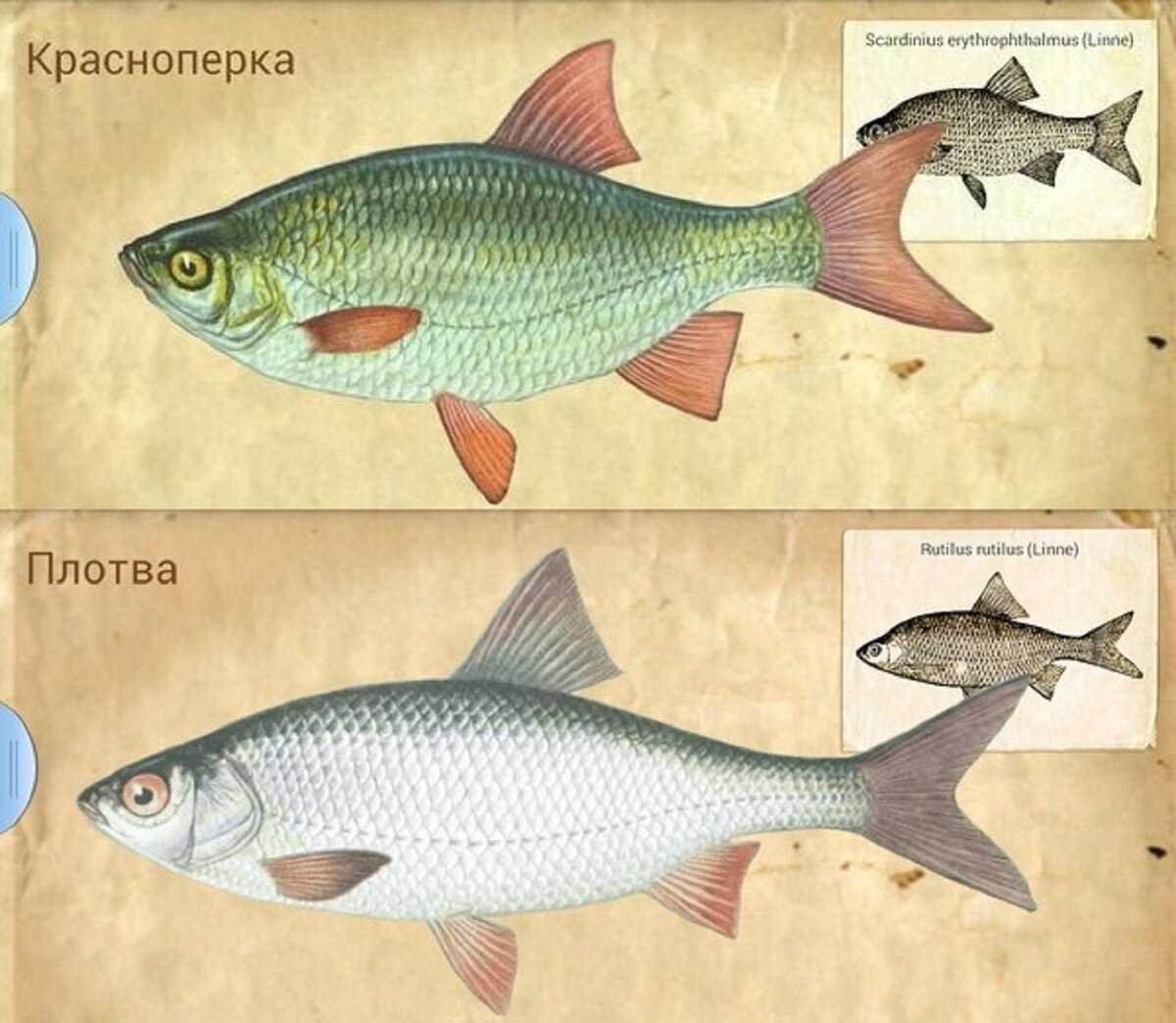 Как отличить рыбу