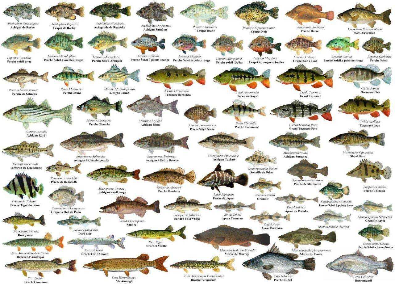 Рыба без костей. список легкой в ​​употреблении рыбы