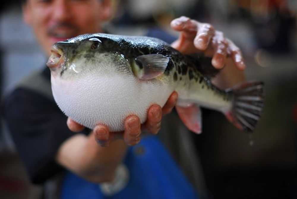 Японская рыба фугу