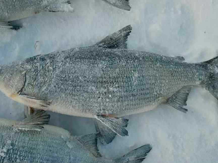 Рыба сырок (пелядь): места обитания, польза и вред
