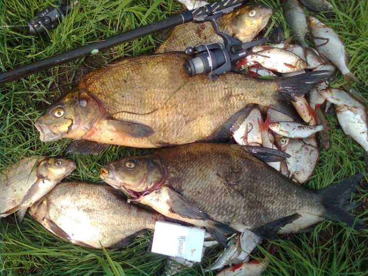 Рыбалка в тверской области - платные и бесплатные места для рыбалки