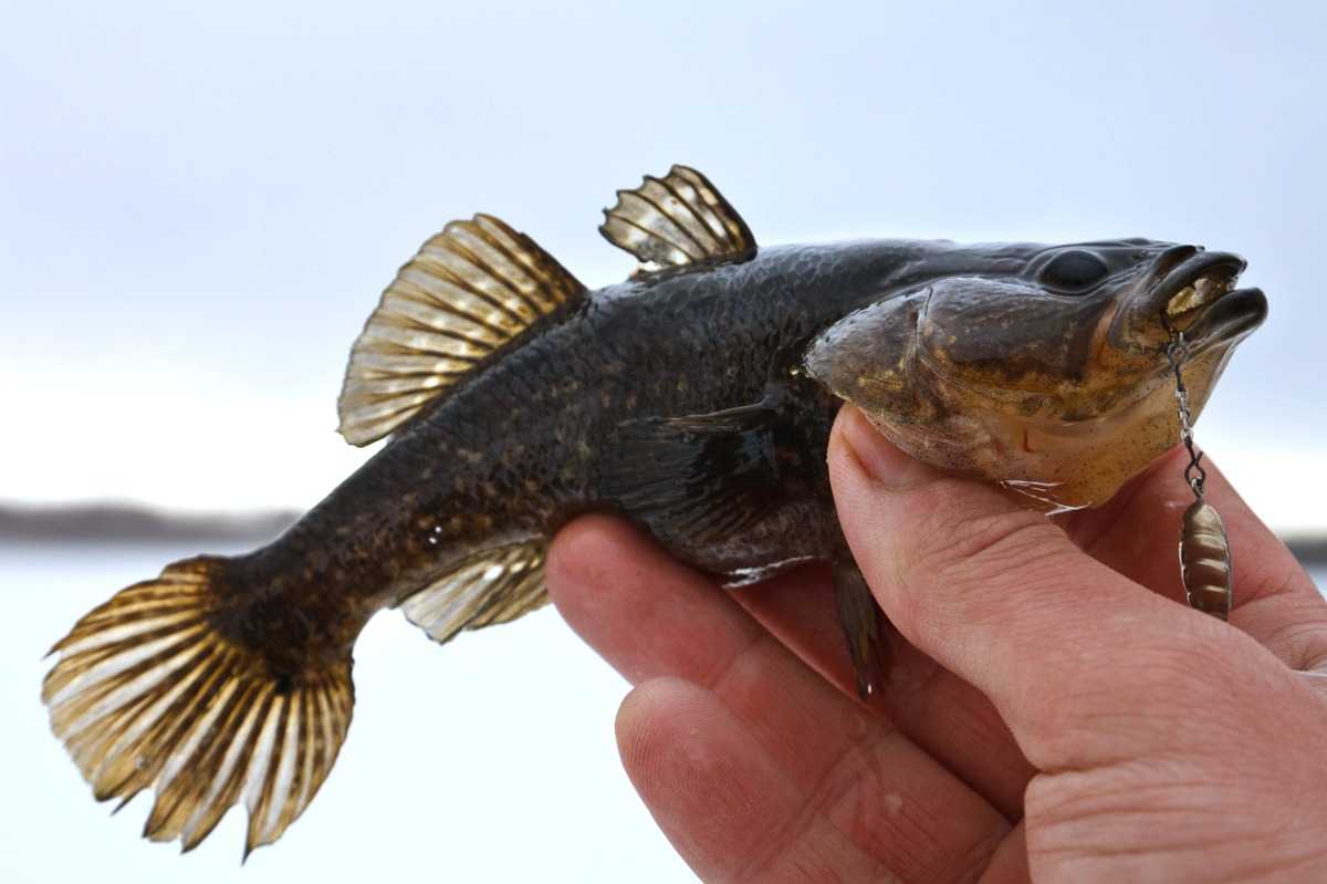 Рыба ротан: образ жизни и способы ловли