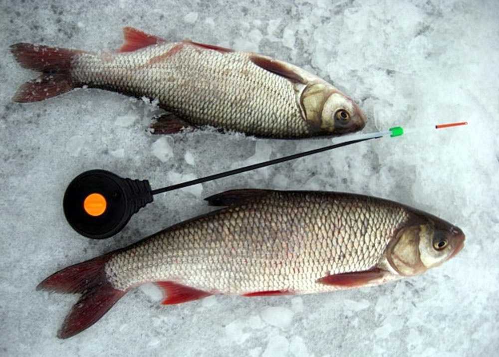 ✅ размеры рыболовных крючков в натуральную величину - https://xn----7sbeepoxlghbuicp1mg.xn--p1ai/