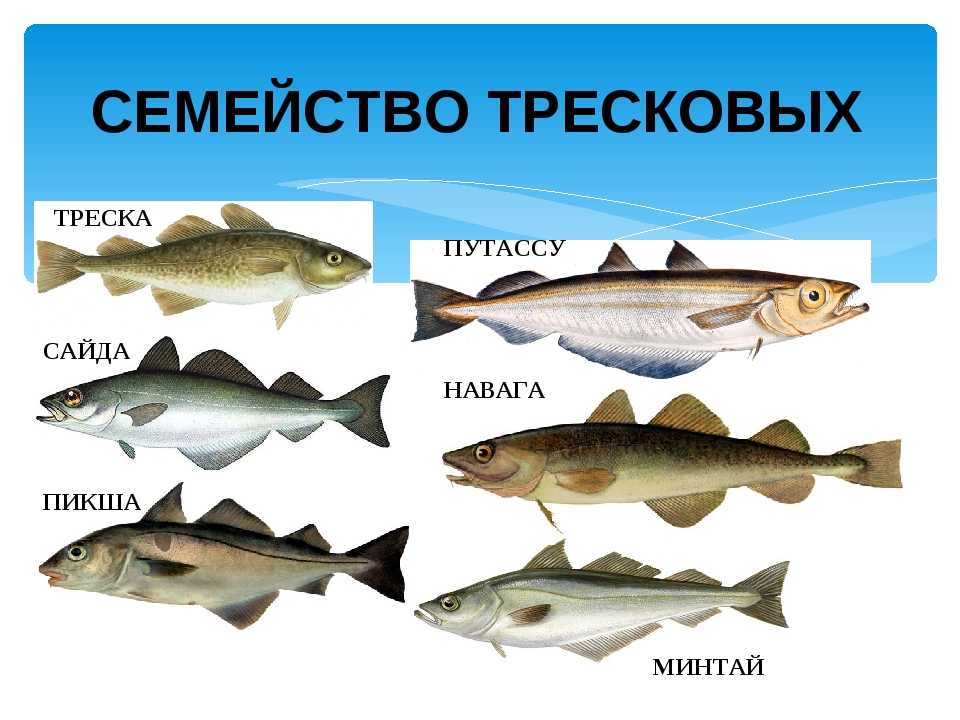 Описание рыбы минтай