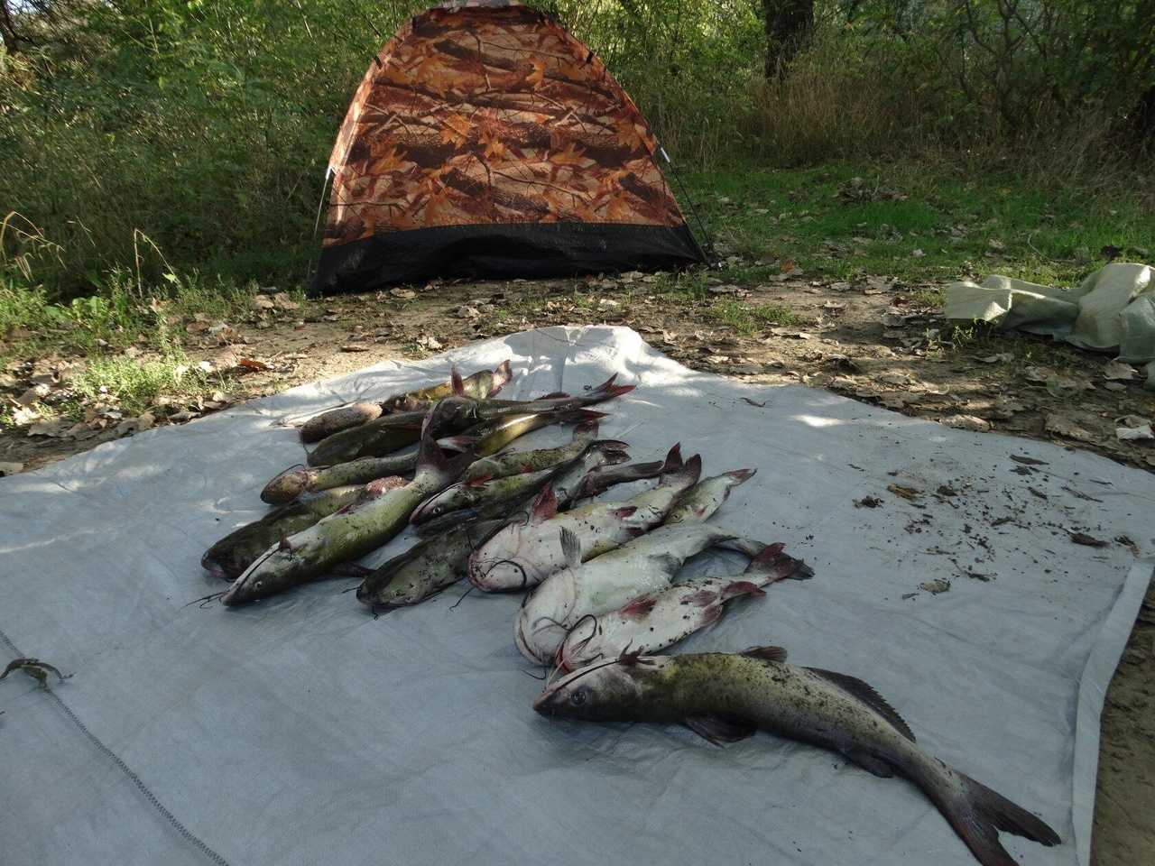 Река кубань какие рыбы. Рыбы реки Кубань. Рыбалка на реке Кубань. Рыбалка на реке Кубань Темрюкский район.