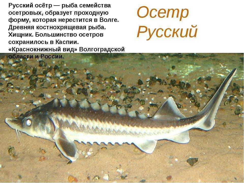 Стерлядь — описание, ловля и рецепты блюд