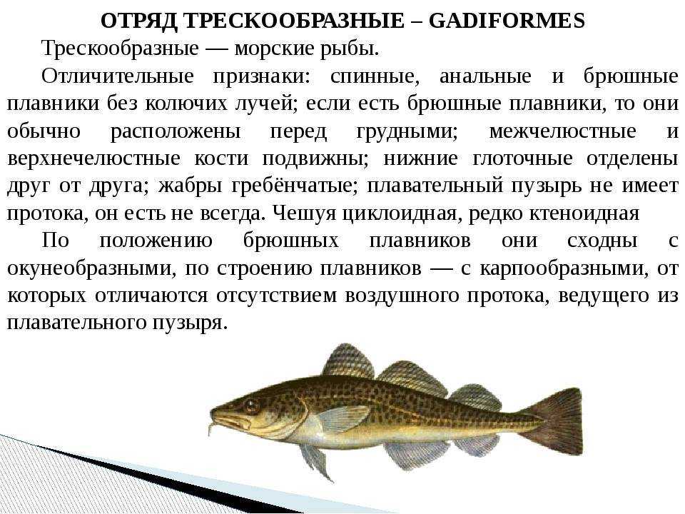 Рыба семейства тресковых - лучшие народные рецепты еды от сafebabaluba.ru