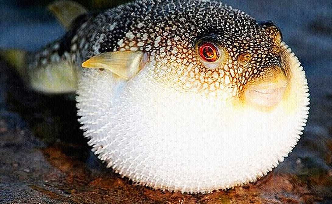 Рыба фугу или такифугу Takifugu является довольно интересным и уникальным представителем лучеперых рыб, который относится к семейству иглобрюховых рыб и к отряду иглобрюхообразных