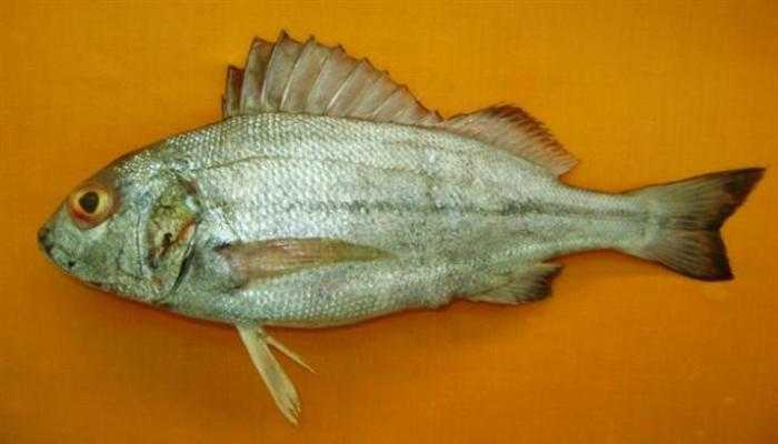 Рыба простипома: описание, среда обитания и вкус