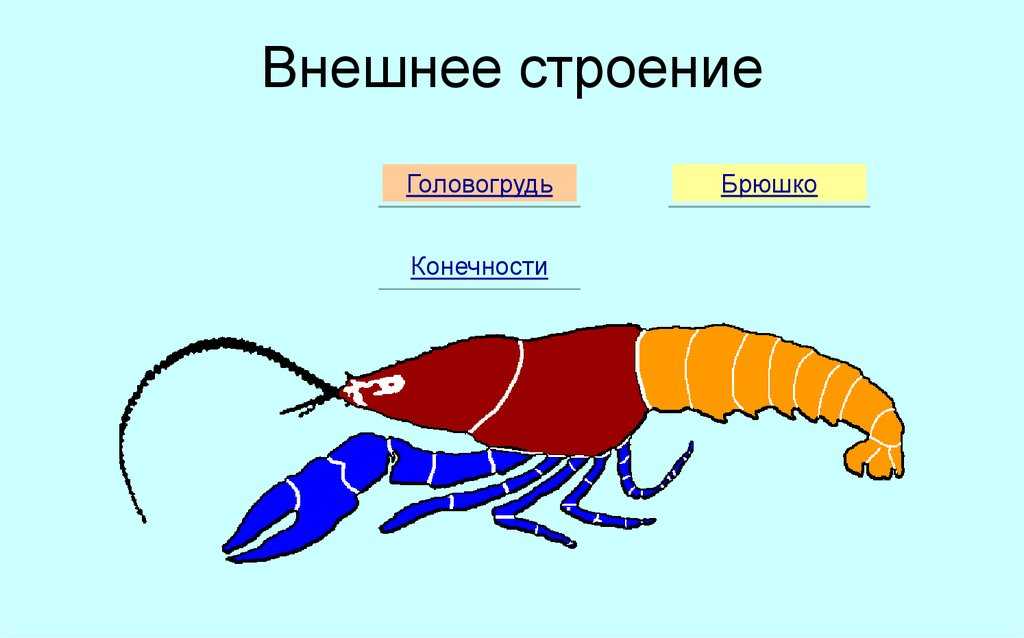 Рисунок ракообразных с подписанными частями тела