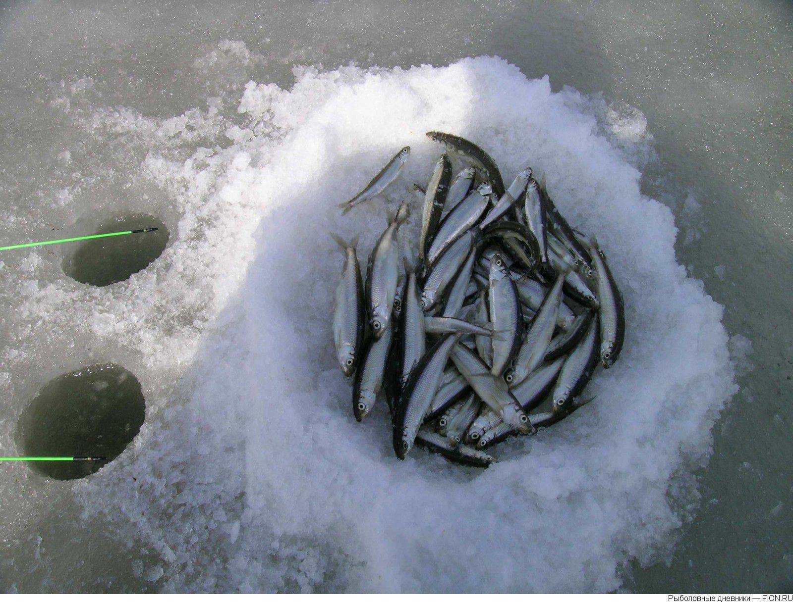 Лов корюшки. Зимняя рыбалка на корюшку. Зимняя рыбалка на Сахалине на корюшку. Снасти для зимней рыбалки на корюшку. Зимняя снасть на корюшку.