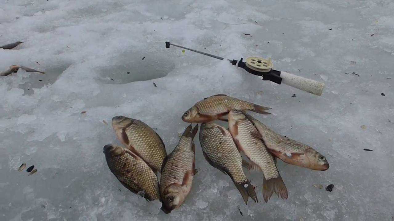 Рыбалка на карася на озере. Ловля карася зимой. Зимняя рыбалка на карася. Зимняя рыбалка на карася на прудах. Ловля карася зимой со льда.