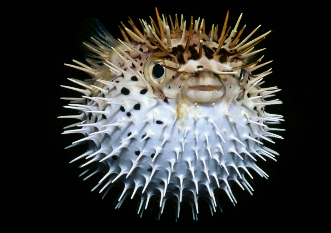Рыба фугу: смертельно ядовита. блюда из неё любят гурманы
