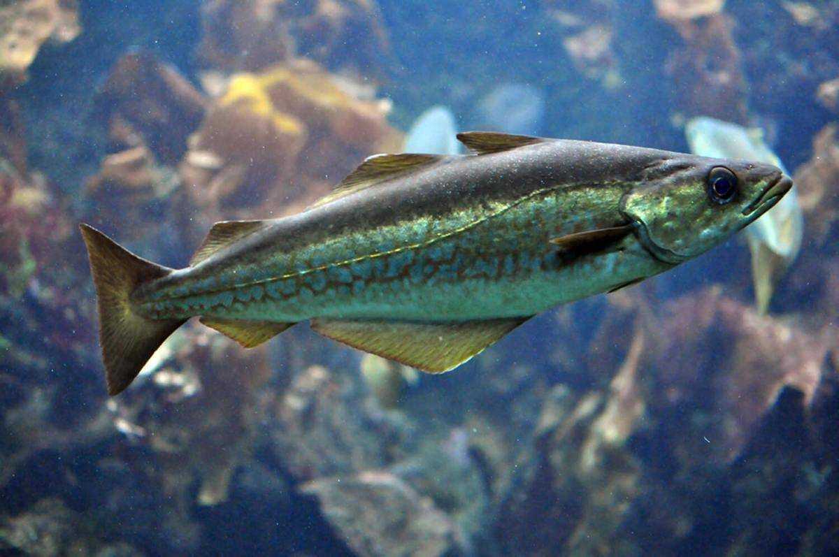 Рыба минтай: описание вида, морская или речная