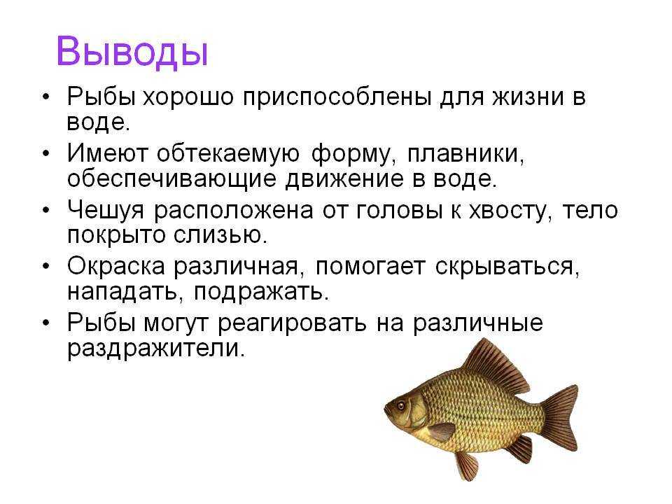 Какая биология изучает рыб. Вывод о рыбах. Вывод о приспособленности рыбы к жизни в воде. Вывод по рыбам. Строение рыбы вывод.
