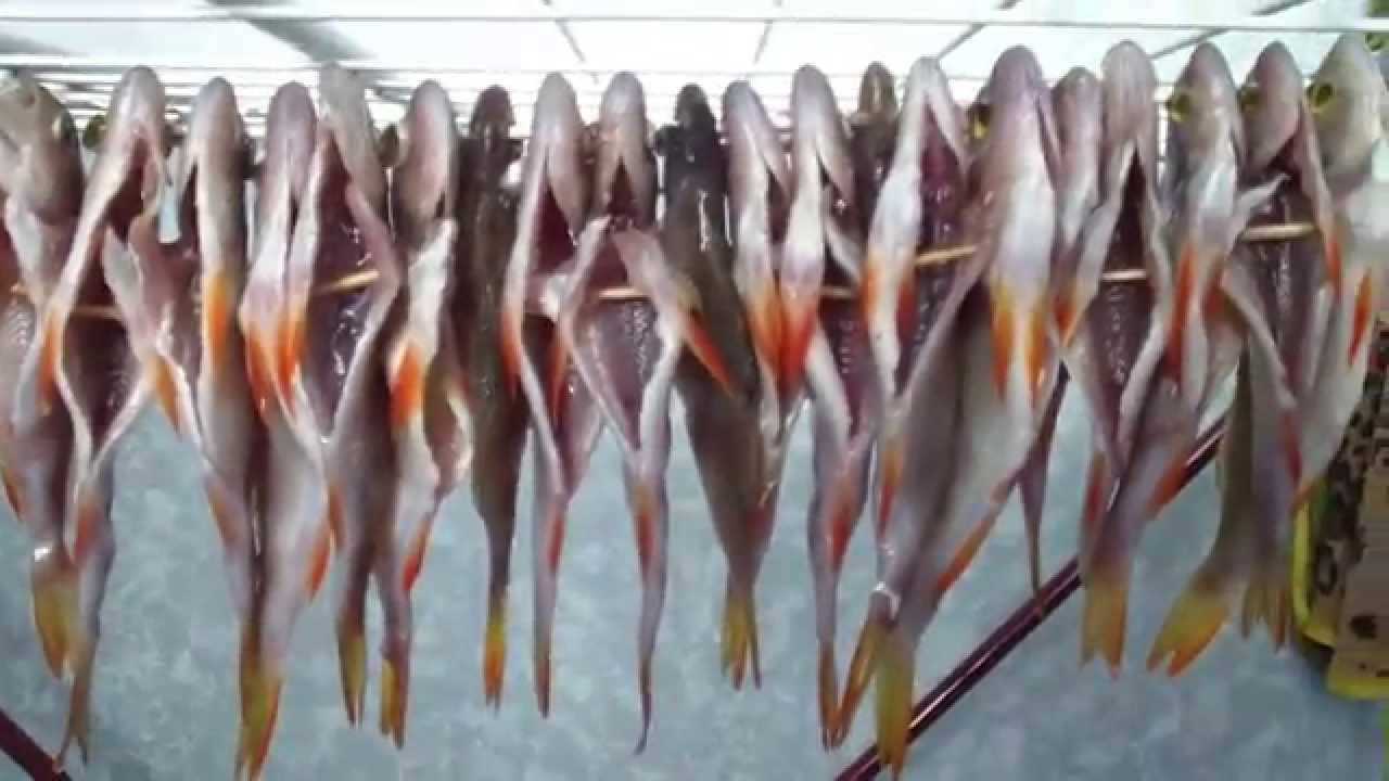 Как засолить рыбу