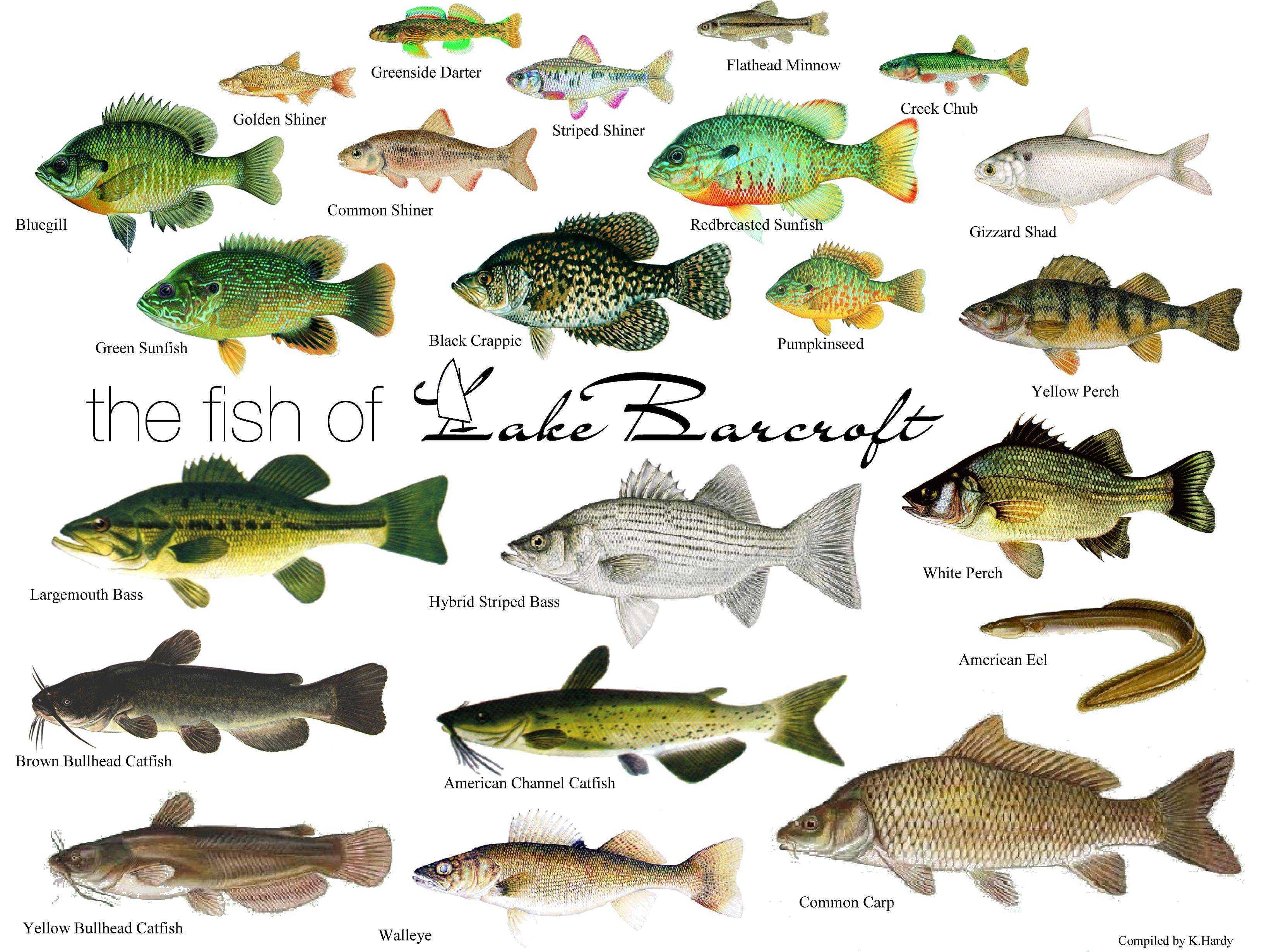 Самые маленькие рыбы в мире: морские и пресноводные рыбки, как называются и описание