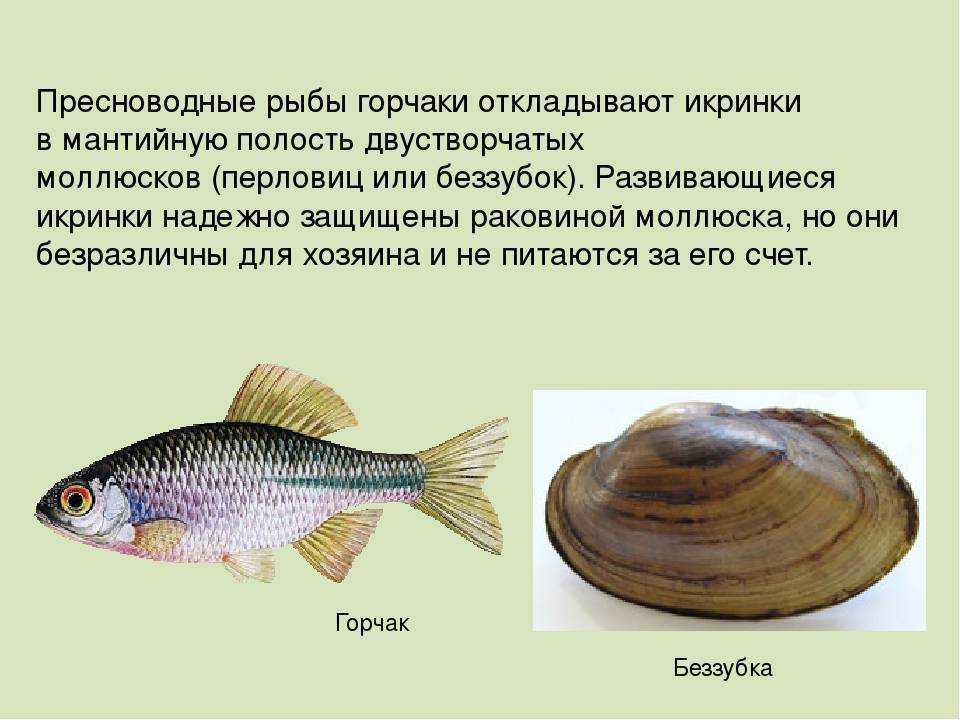 Горчак — пресноводная рыба рода горчаков