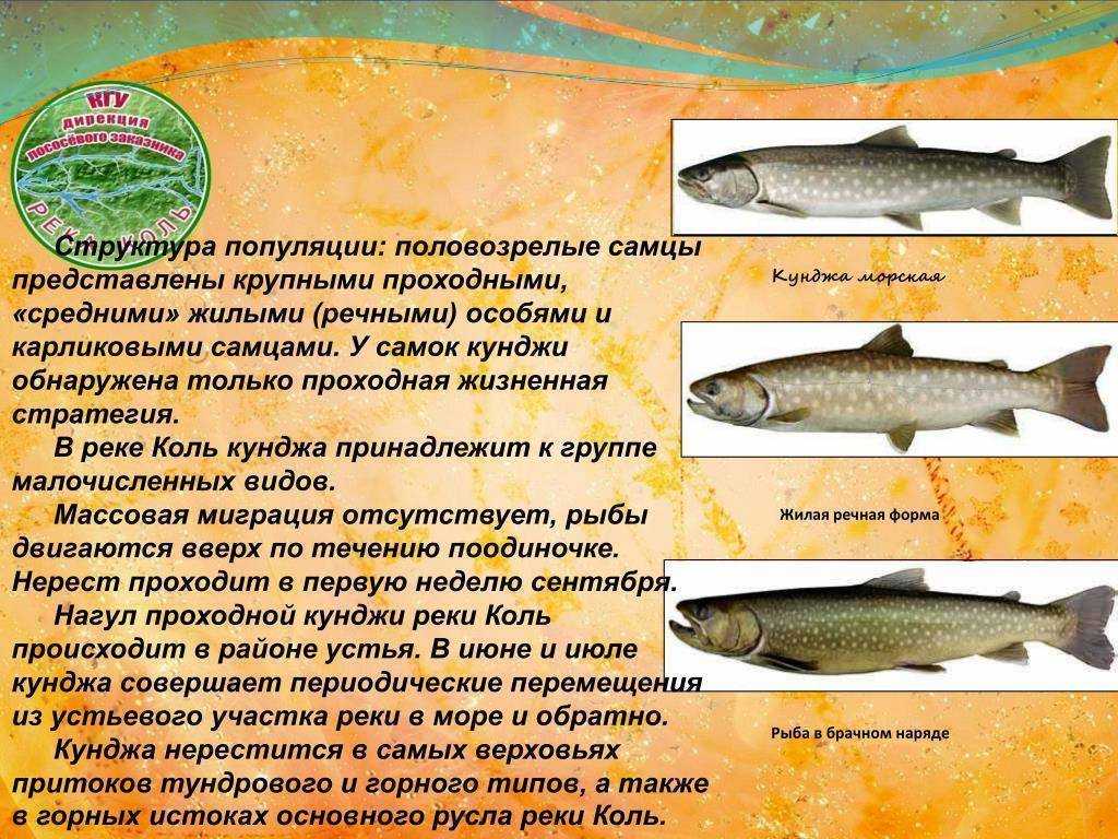 ✅ рыба кунджа рецепты - fish-hunt.net.ru